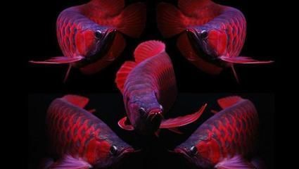 綠園區大自然花鳥魚商場海濤水族行