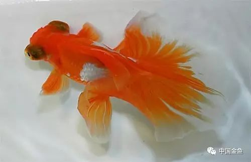 10大名貴金魚排名
