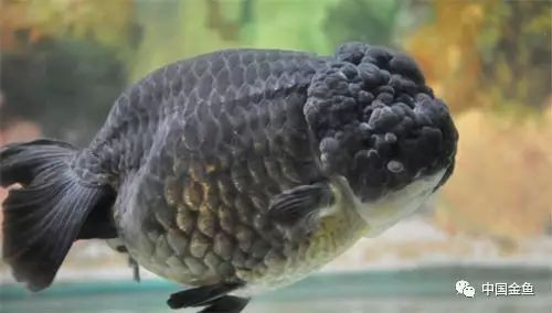 10大名貴金魚排名