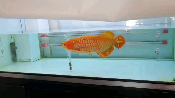 萊蕪紅龍魚價格2688貴嗎？