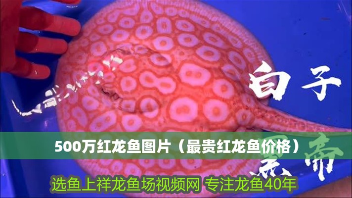 長春紅龍魚價格2688貴嗎？