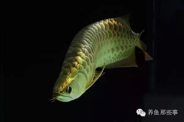 金龍魚品種