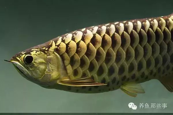 金龍魚品種