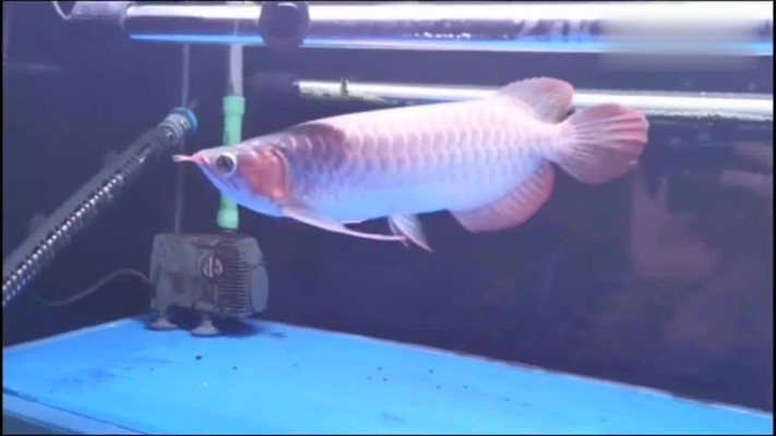 賽級金龍魚冠軍