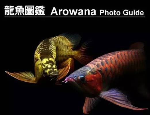 龍魚分幾個品種