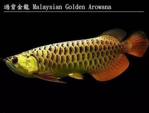 龍魚分幾個品種