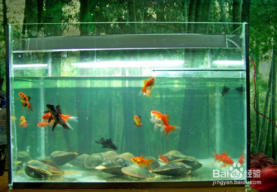 呼和浩特市回民區藍盛世界水族經銷店（呼和浩特水族市場在哪里）