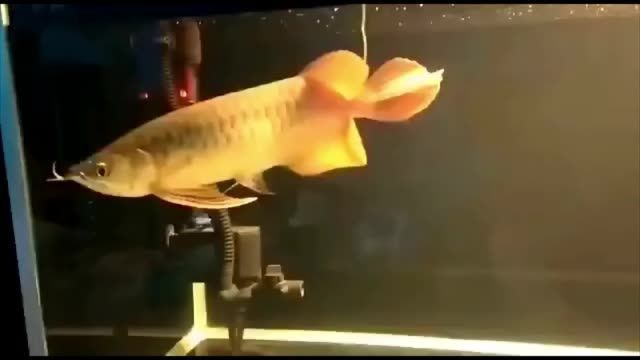 南通紅龍魚價(jià)格2688貴嗎？