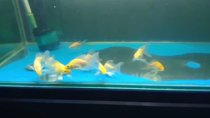 寶雞紅龍魚價格2688貴嗎？