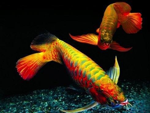 金龍魚(yú)什么顏色最吉利