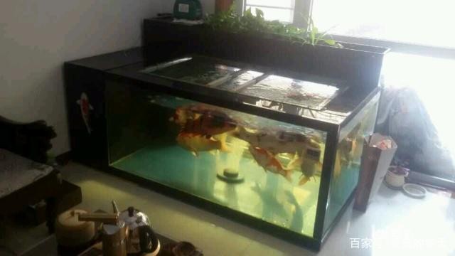 重慶南坪哪里有賣魚缸的地方啊（重慶南坪哪里有賣魚缸的地方啊電話）