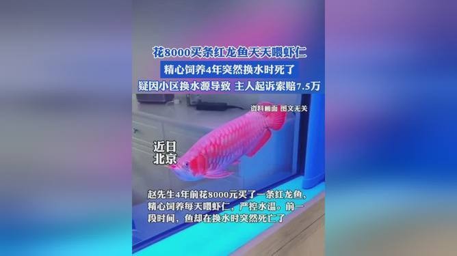 鶴壁紅龍魚價(jià)格2688貴嗎？