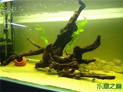 紅寶石魚怎么分公母帶圖（紅寶石魚怎么分公母帶圖區分）