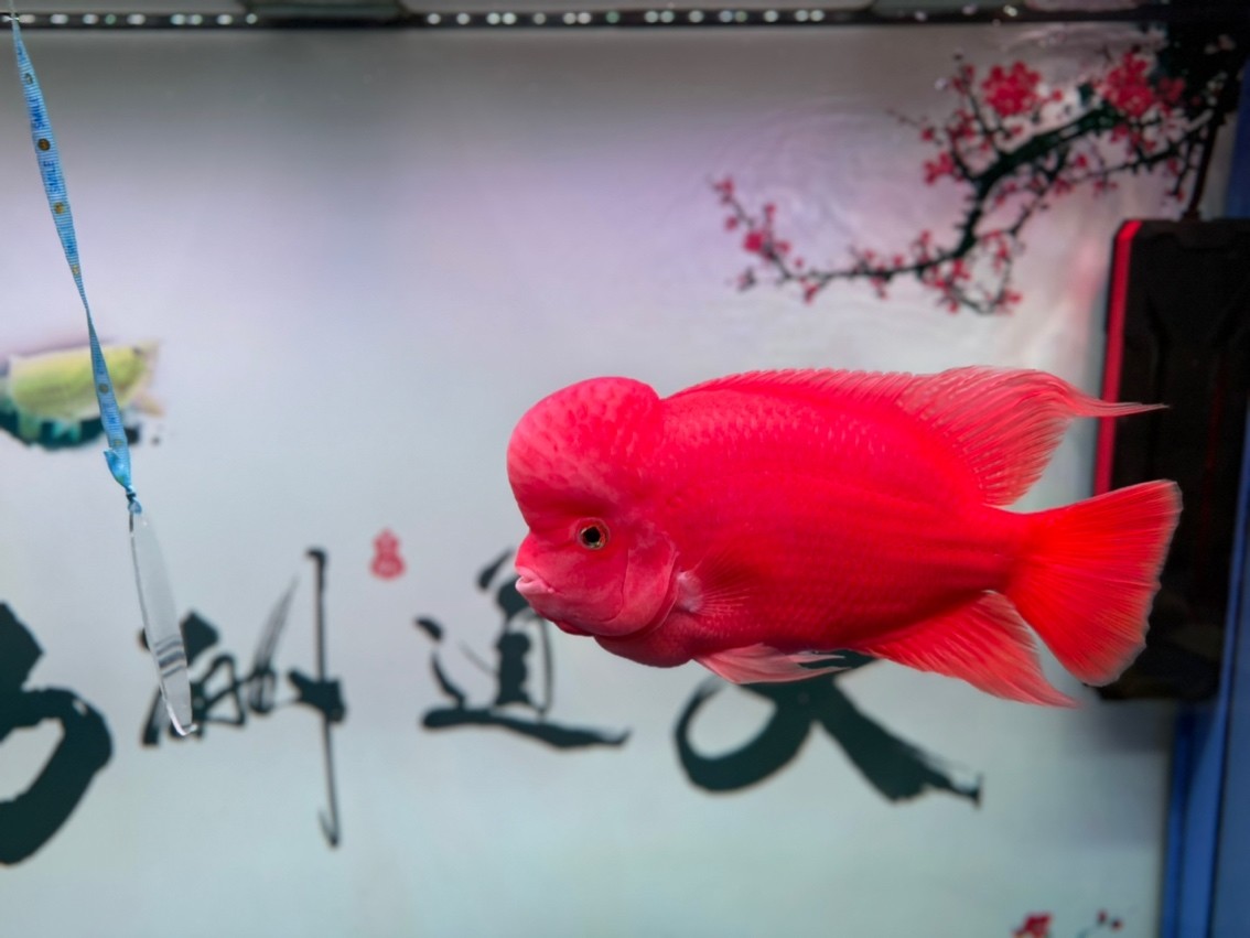 豬鼻龜價格(豬鼻龜價格為什么猛漲)