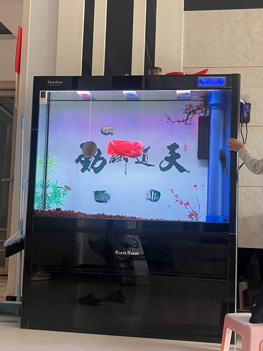 豬鼻龜價格(豬鼻龜價格為什么猛漲)