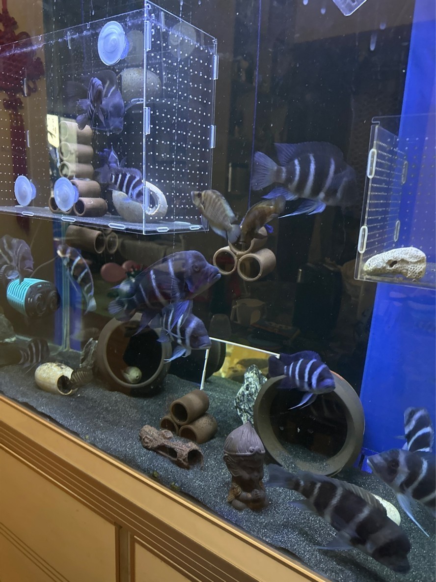 金龍魚養(yǎng)殖視頻播放(金龍魚繁殖方法視頻教程)