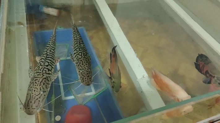 哪里能買到二手魚缸裸缸的（哪里能買到二手魚缸裸缸的魚）
