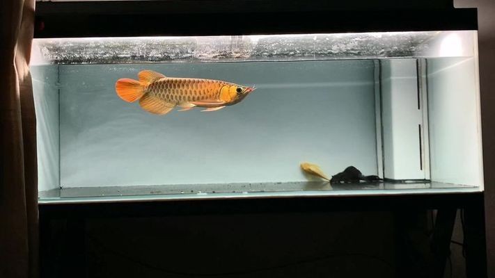 紅龍最怕三個燈