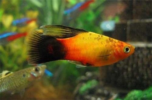 合肥瑤海區(qū)裕淼鑫水族器材經(jīng)營(yíng)部（合肥瑤海區(qū)裕淼鑫水族器材經(jīng)營(yíng)部地址）