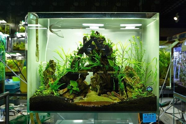 大型家用魚缸圖片（大型家用魚缸圖片大全）