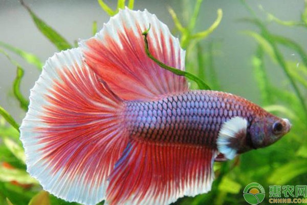 魚缸品牌有哪些好用（魚缸品牌有哪些好用的）