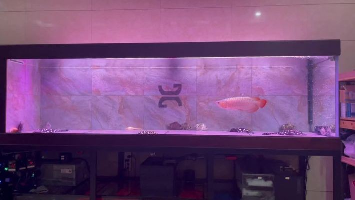 久鼎和水獵人哪個魚缸好