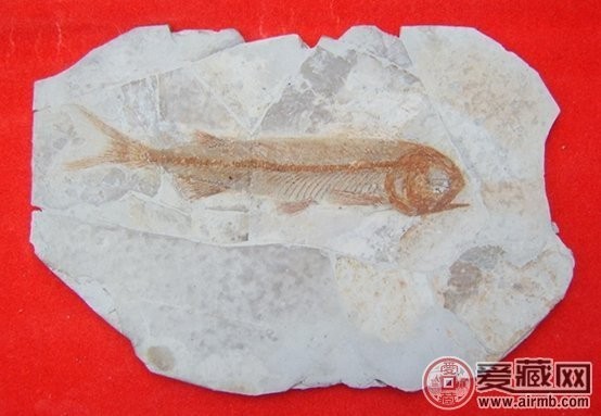 雨化石圖片及價(jià)格