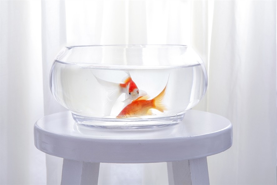 德克魚缸建議買嗎