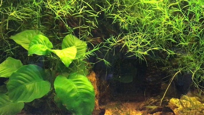 大連市沙河口區潤濤水族商行