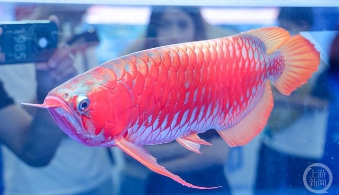 賽級的龍魚多少錢 賽級的龍魚多少錢 龍魚百科 第5張
