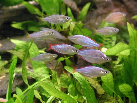 紅龍魚十大品牌
