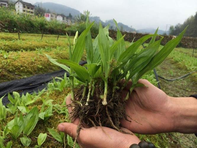 黔南布依族苗族自治州紅龍魚價格2688貴嗎？