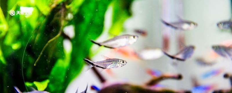 魚缸品牌十大排名7秒