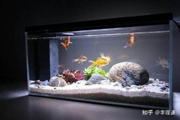 魚缸最旺三種顏色