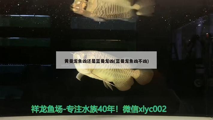 泰興哪里有賣魚缸的地方呀圖片（泰興哪里有賣魚缸的地方呀圖片及價格）