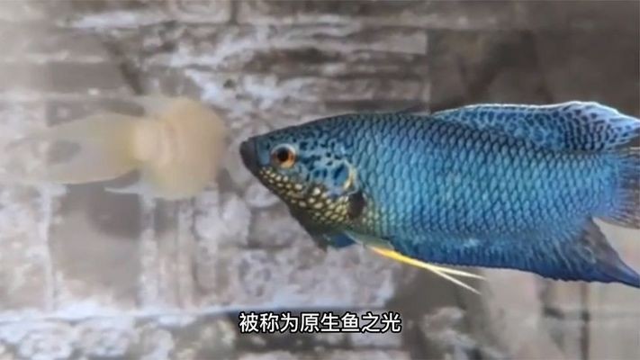 沛縣紅運水族館：沛縣紅運水族館電話