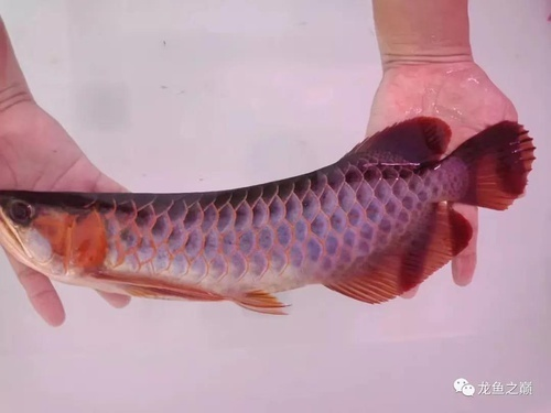 紅龍一般多少公分開始發(fā)色