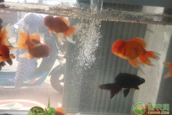 五米的魚缸（五米的魚缸多少錢）