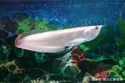 龍魚最好的三個(gè)品種 龍魚最好的三個(gè)品種 龍魚百科 第3張