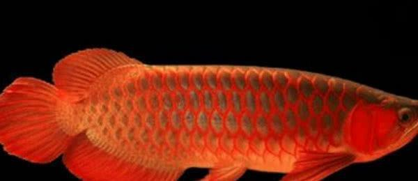 玉林紅龍魚價(jià)格2688貴嗎？