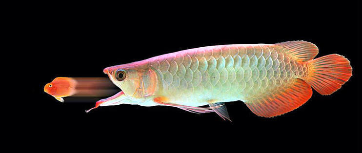 養金魚的小魚缸多久換一次水比較好（養金魚的小魚缸多久換一次水比較好呢）