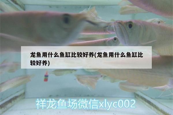龍魚高端魚缸推薦