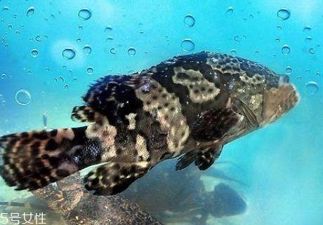 龍躉魚多少錢一斤