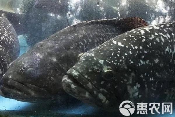龍躉魚多少錢一斤