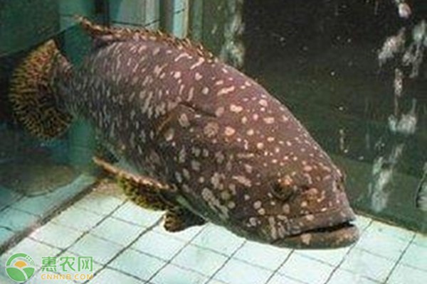 龍躉魚多少錢一斤