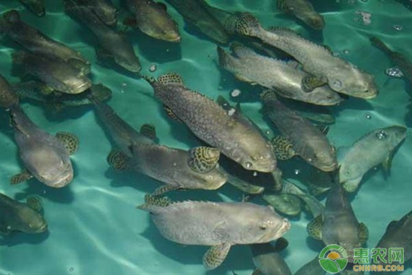 龍躉魚多少錢一斤