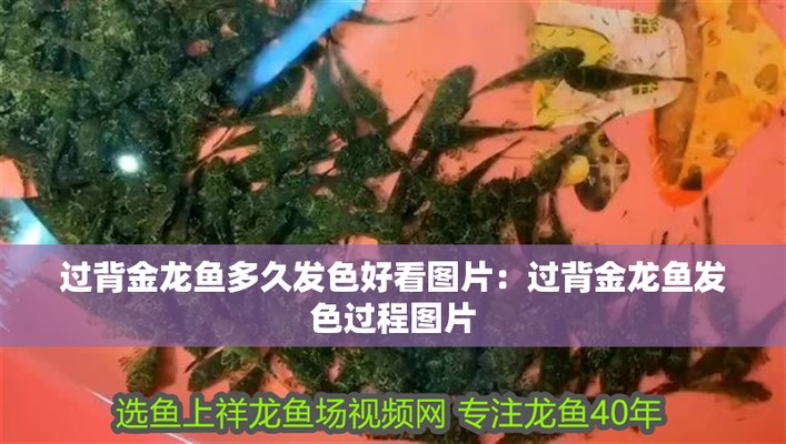 金龍魚變色過程圖片