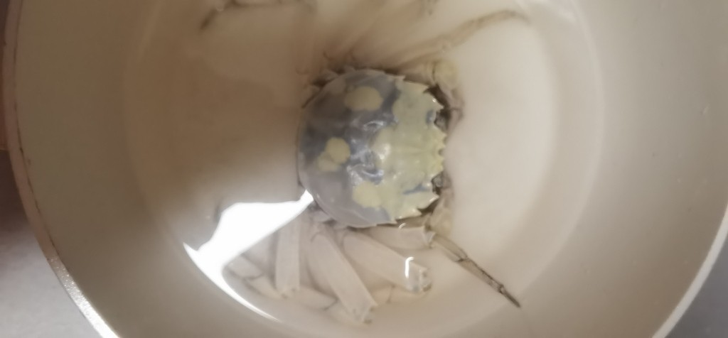 銀龍魚長什么樣子圖片視頻(銀龍魚成魚圖片)