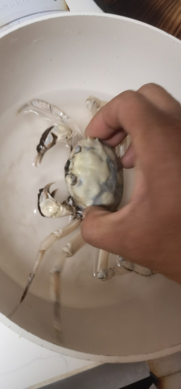 銀龍魚長什么樣子圖片視頻(銀龍魚成魚圖片)