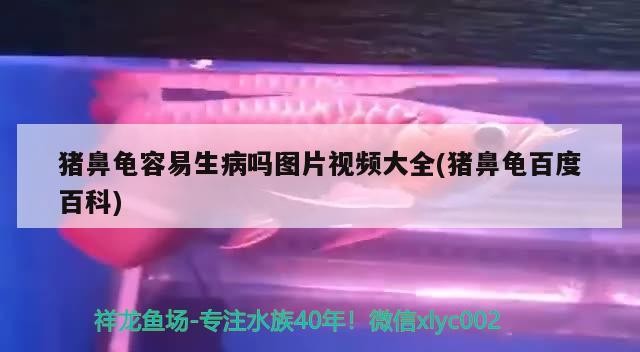 豬鼻龜容易生病嗎圖片視頻大全(豬鼻龜百度百科)